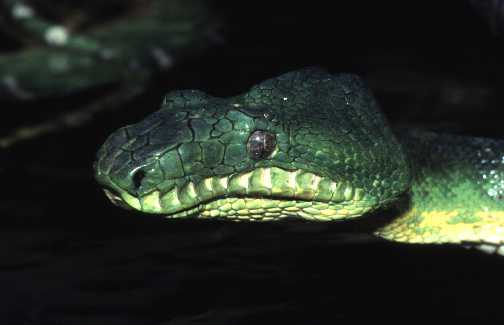 Corallus Caninus